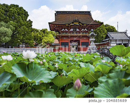 伊賀八幡宮（岡崎市）のハス 104885689