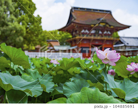 伊賀八幡宮（岡崎市）のハス 104885691