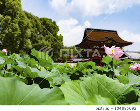 伊賀八幡宮（岡崎市）のハス 104885692