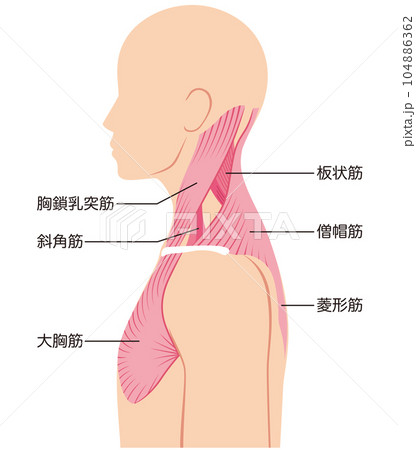 首の筋肉の構造 首の筋肉の構造 104886362