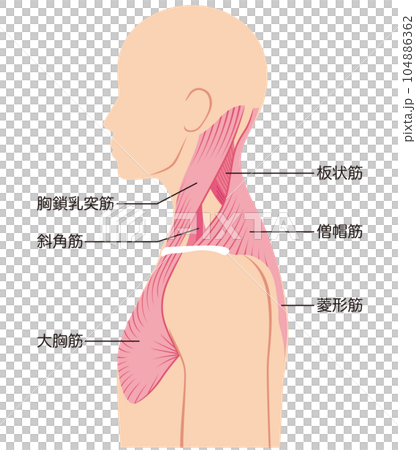 Structure of neck muscle 104886362