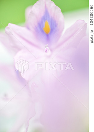 水辺を彩る薄紫色の可憐な花、ホテイアオイ。 104886366