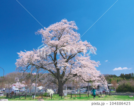 一本桜 - 万燈（まんとう）桜 　2023年4月 104886425