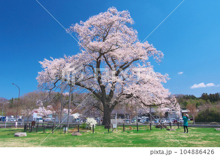 一本桜 - 万燈（まんとう）桜 　2023年4月 104886426