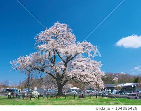一本桜 - 万燈(まんとう)桜 2023年4月 一本桜 - 万燈(まんとう)桜 2023年4月 104886429