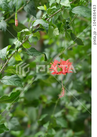 ぶら下がるように咲くフウリンブッソウゲ 104886483