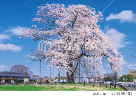一本桜 - 万燈（まんとう）桜 　2023年4月 104886485