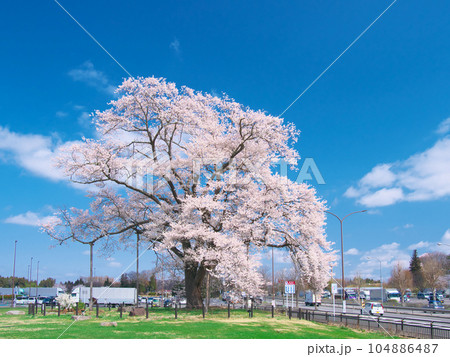 一本桜 - 万燈(まんとう)桜 2023年4月 一本桜 - 万燈(まんとう)桜 2023年4月 104886487