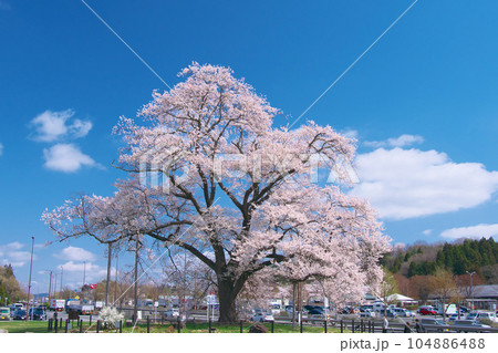 一本桜 - 万燈（まんとう）桜 　2023年4月 104886488