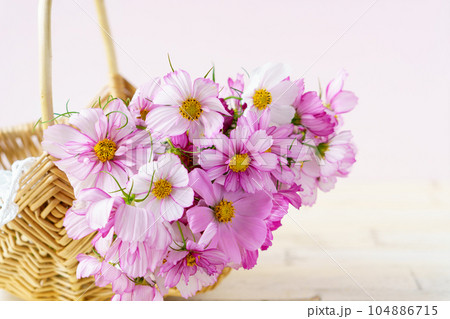 コスモスのフラワーバスケット 104886715