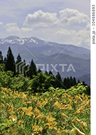 ニッコウキスゲ満開の白山高山植物園の初夏 104886893