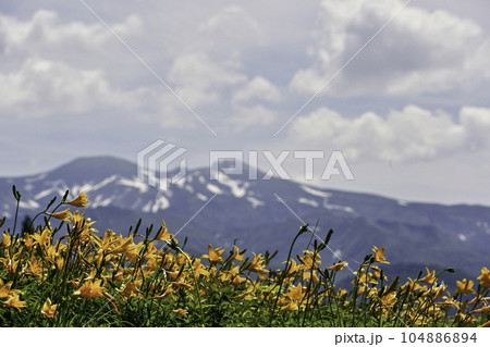 ニッコウキスゲ満開の白山高山植物園の初夏 104886894