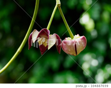 紅紫色のホヤ・インペリアリス 104887039