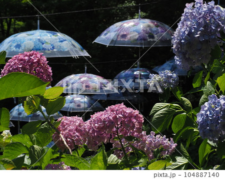 手水舎に浮かぶ紫陽花 104887140