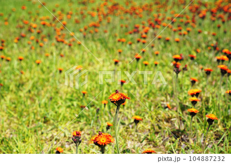 コウリンタンポポ コウリンタンポポ 104887232