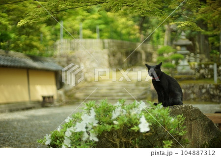 新緑の西明寺でくつろぐ猫 （滋賀県犬上郡甲良町, 2022年5月） 104887312