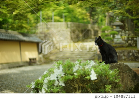 新緑の西明寺でくつろぐ猫 （滋賀県犬上郡甲良町, 2022年5月） 104887313