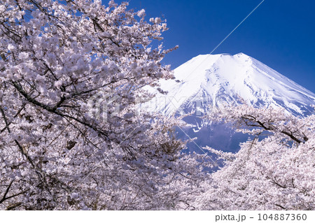 《山梨県》富士山と桜満開の新名庄川・忍野村 104887360