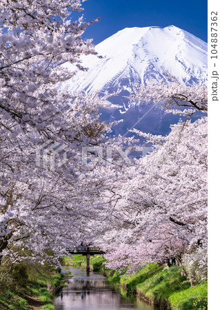 《山梨県》富士山と桜満開の新名庄川・忍野村 104887362