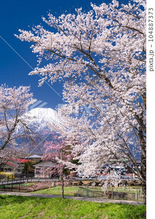 《山梨県》富士山と桜満開の新名庄川・忍野村 《山梨県》富士山と桜満開の新名庄川・忍野村 104887373