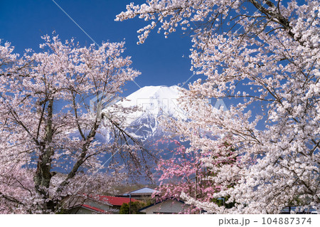 《山梨県》富士山と桜満開の新名庄川・忍野村 104887374