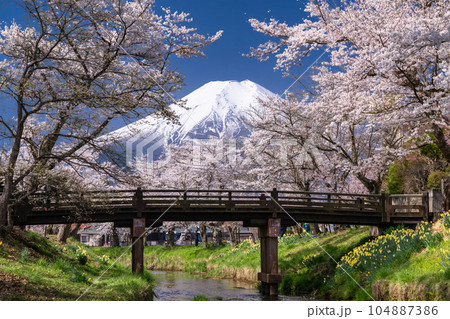 《山梨県》富士山と桜満開の新名庄川・忍野村 104887386