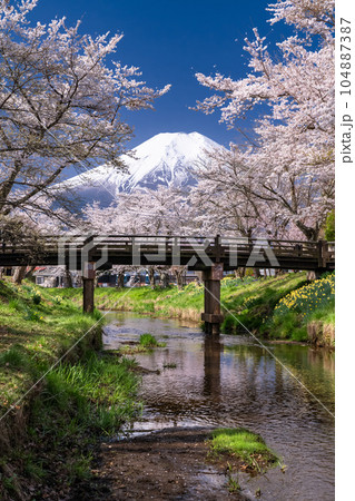 《山梨県》富士山と桜満開の新名庄川・忍野村 104887387