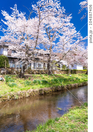《山梨県》桜満開の新名庄川・忍野村 104887406