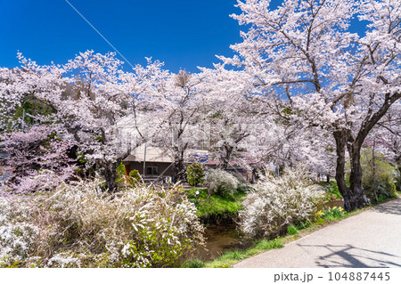 《山梨県》桜満開の新名庄川・忍野村 104887445