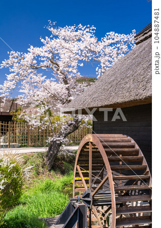 《山梨県》春の忍野八海・桜満開 104887481