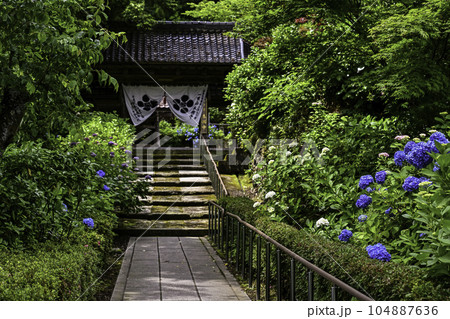 本興寺のアジサイ 104887636