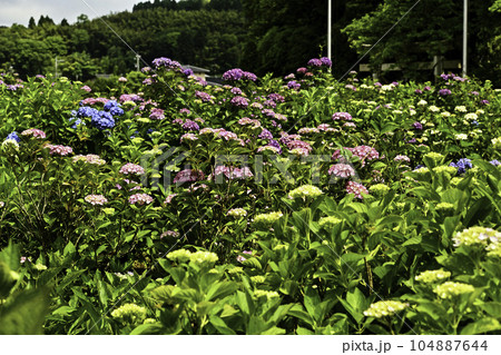 本興寺のアジサイ 本興寺のアジサイ 104887644