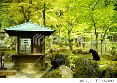 新緑の西明寺でくつろぐ2匹の黒猫 (滋賀県犬上郡甲良町, 2022年5月) 新緑の西明寺でくつろぐ2匹の黒猫 (滋賀県犬上郡甲良町, 2022年5月) 104887697