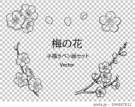 Plum blossom hand-drawn pen drawing set vector 104887812