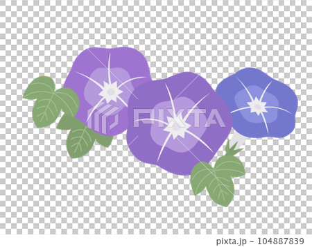 牽牛花的插圖 104887839