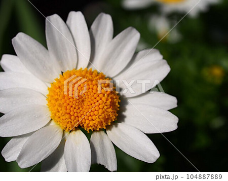 マーガレットの花のアップ 104887889