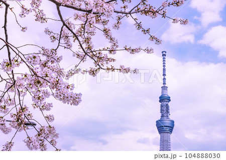 桜と唐居スカイツリー　東京春風景 104888030