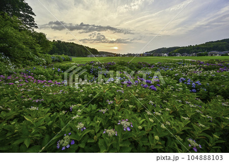 本興寺の満開のアジサイ 104888103