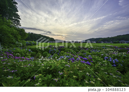 本興寺の満開のアジサイ 本興寺の満開のアジサイ 104888123