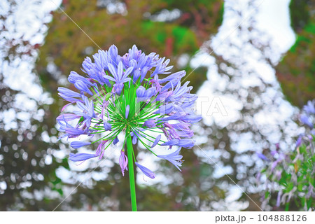 アガパンサスの花 104888126