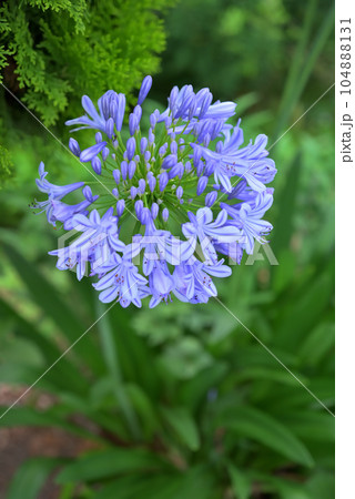 アガパンサスの花 104888131