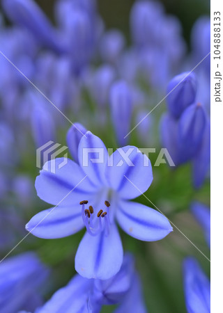 アガパンサスの花 104888133