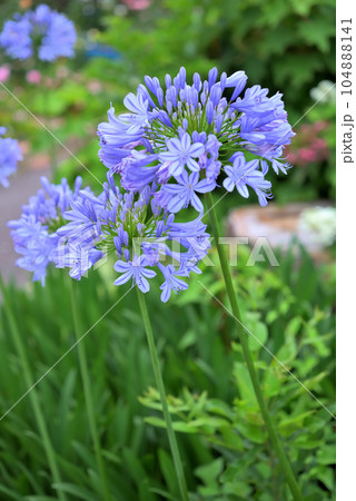 アガパンサスの花 104888141