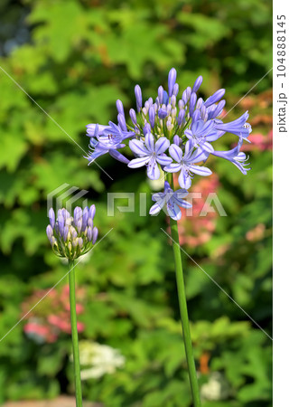 アガパンサスの花 104888145