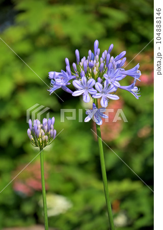 アガパンサスの花 104888146