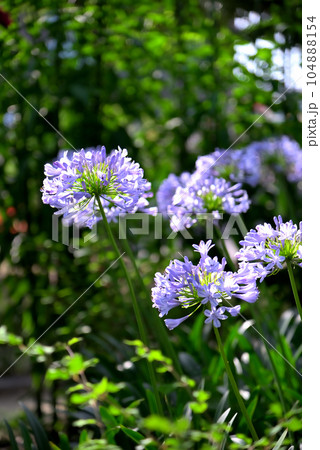 アガパンサスの花 アガパンサスの花 104888154