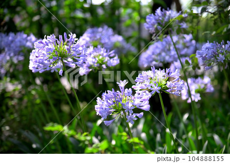 アガパンサスの花 アガパンサスの花 104888155