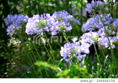 アガパンサスの花 104888156