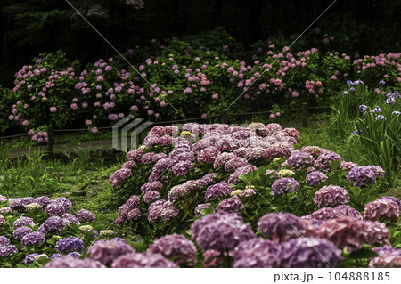 雨が降る卯辰山のアジサイ 104888185