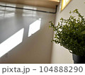 植物_木漏れ日_3 104888290